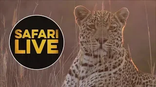 safariLIVE -  Sunset Safari - August 16, 2018