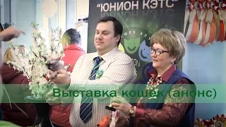 Выставка кошек в Минске (12-13 марта)