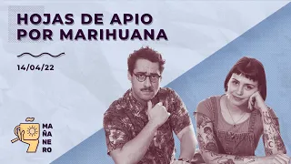 HOJAS DE APIO POR MARIHUANA  / MAÑANERO EL MATINAL