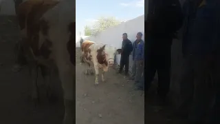 SIMENTAL HUKIZ 400 KG QASHQADARYO