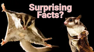 Surprising Facts About Sugar Gliders