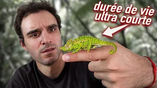 5 animaux à la durée de vie ultra courte ! (genre quelques jours)