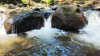 Soft and Gentle Sound of Streams and Birdsong for Insomnia, Deep sleep, Relaxation