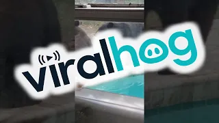 Mama Bear and Cub Visit Backyard Pool || ViralHog