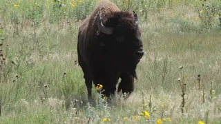 2017 08 20 Rocky Mountain Arsenal National Wildlife Refuge