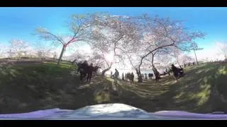 A child's walk through D.C.'s cherry blossoms in 360º