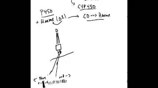 What are Cytochrome P 450 Enzymes
