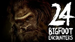 24 TRUE BIGFOOT ENCOUNTERS BIGFOOT STORY COMPILATION