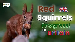 Red Squirrel Progress - Rewilding Britain