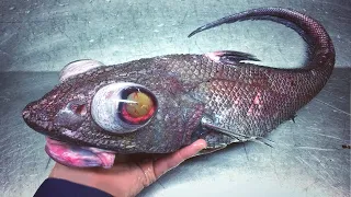 15 Fish You Won’t Believe Actually Exist