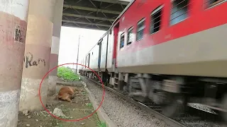 Live Accident!! High Speed Train Hits Cow And Applies Emergency Brake