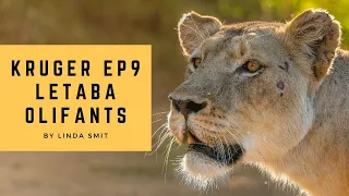 Amazing wildlife photography Letaba to Olifants; baby baboons, elephants, lioness |Safari Kruger Ep9