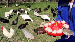 I Collected the First Eggs of Partridges - Egg Collection - Cleaning the Coop - Roaming Chickens Out