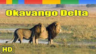 [Lion Story] Lions King Of River in Okavango Delta - Nat Geo Wild Documentary HD