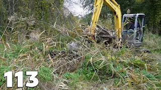 Two Beaver Dams In Large Thickets - Beaver Dam Removal With Excavator No.113