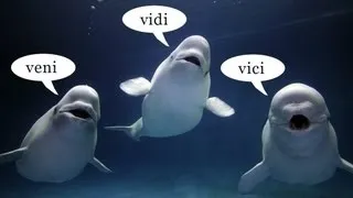 Whale with a Human Voice (Actual Recording!)