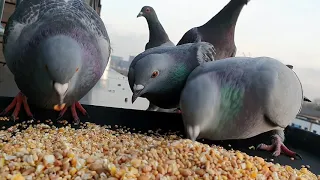 Pigeons  Eating Seeds In Long  Version