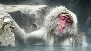 Chilling out like a snow monkey