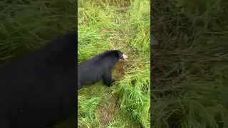 Bear Feasts on Fish || ViralHog