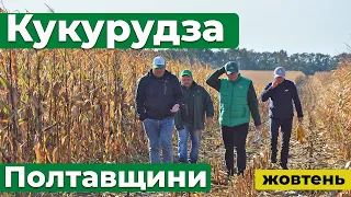 Кукурудза Полтавщини: південь збирає, північ чекає.