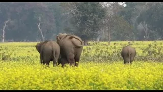 New Born Elephant Calf  With Mother