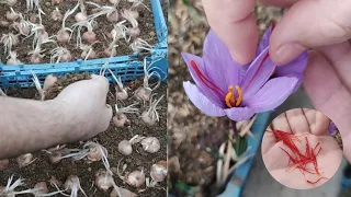 Growing saffron crocus in a plastic box / Planting saffron bulbs / کاشت پیاز زعفران