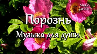 Нежная и безумно красивая Музыка для души в Волшебном саду. Послушайте!