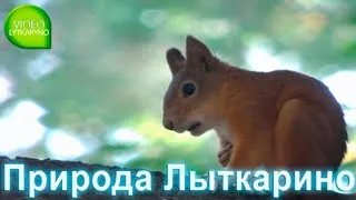 Белка #2. Природа Лыткарино. Смотрите видео о природе на канале Videolytkarino