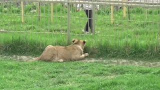 Львёнок Зевс играет с Макаром🐾 ПАРК ЗЕМЛЯ ПРАЙДА 🌿