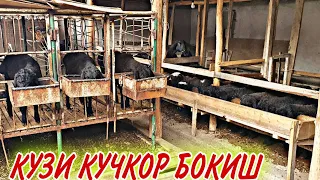 Кузи Кучкор Бокиш Услублари