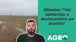 Importação de arroz pelo governo é considerada desnecessária, diz especialista | HORA H DO AGRO