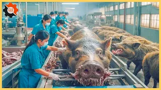 How does a modern pork factory in Germany work? | Food Industry Machines ▶169