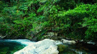 Natural sounds Cozy waterfall in the morning Birds sing very peacefully