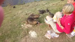 Nutria Fütterung an der Nidda , Frankfurt am Main