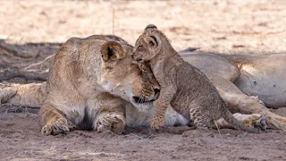 Cute lion cubs in the Kgalagadi