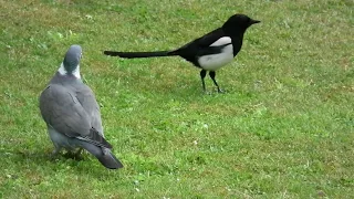 Magpie Picks on the Wrong Wood Pigeon, 23 5 20