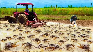Collect Best Videos Traditional Catching Crabs Snails In Rice Field। Catch By Hand's Fisherman 2021