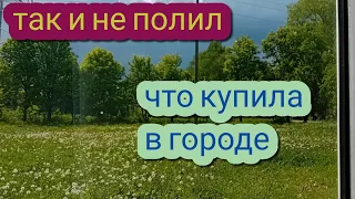 высадили в огород томаты🌞покупки в городе👍ива не прижилась😪