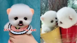 Tik Tok Chó Phốc Sóc Mini   Funny and Cute Pomeranian Videos 😍 #10