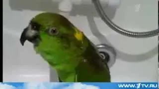 Этот попугай взорвал весь интернет !   This parrot blew up the entire Internet !