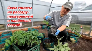 Самый простой и эффективный способ посева томатов на рассаду!