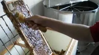 Odvíčkování plástů a vytáčení medu