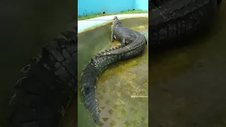 🐊World's Deadliest Crocodile