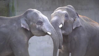 Early Morning Elephant Antics