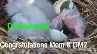 Decorah Eagles~(Hi-Def)D36 HATCHED!!💕Congratulations Mom & DM2_4.8.20