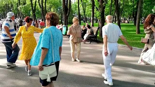 Клен зелёный Танцы в саду Шевченко Май 2021 Харьков