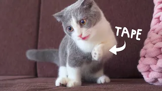 Cats vs Tape Compilation