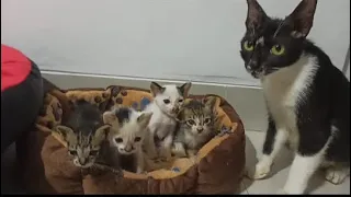The Mother Cat Brought Her Five Kittens to My House (UPDATE)