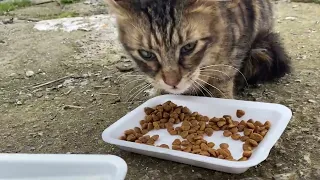 We Fed Funny and Lovely Cats | YUFUS