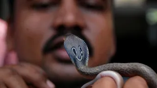 10 Самых опасных змей в мире! Ядовитые, агрессивные и очень непредсказуемые змеи!